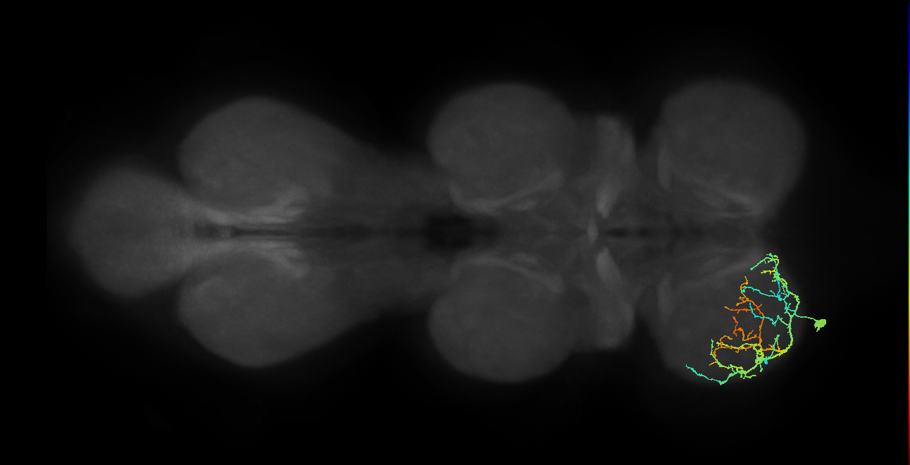 IN13A047_L (MaleCNS:813780)