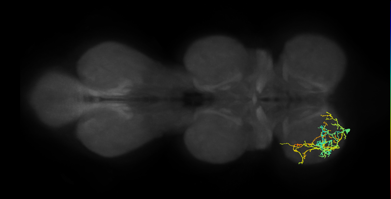 IN13A049_L (MaleCNS:807735)
