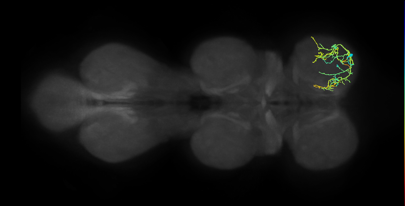 IN13A049_R (MaleCNS:813723)