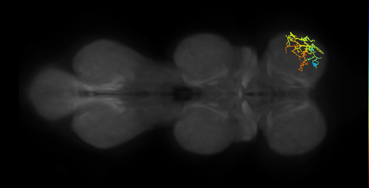 IN13A050_R (MaleCNS:912133)
