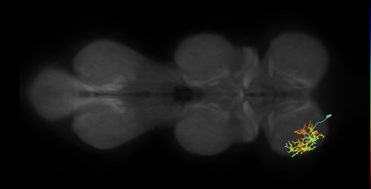 IN13A050_L (MaleCNS:801007)