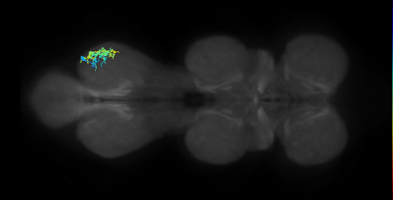 IN13A050_R (MaleCNS:809631)