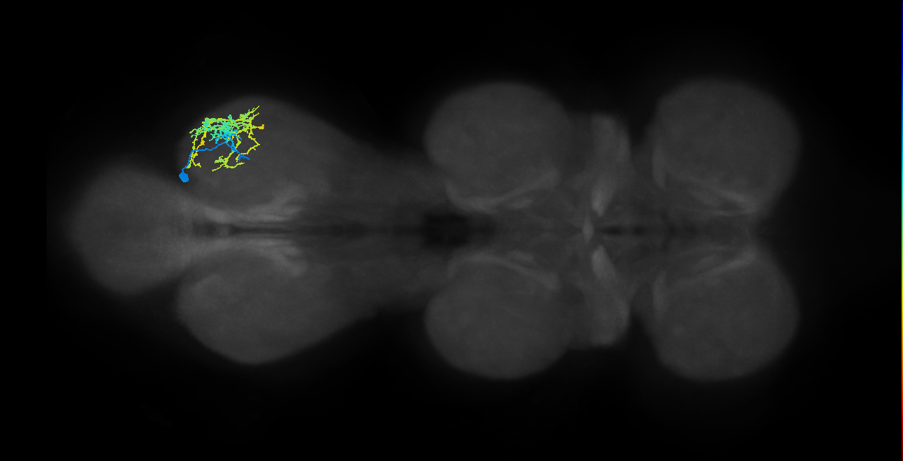 IN13A050_R (MaleCNS:812218)