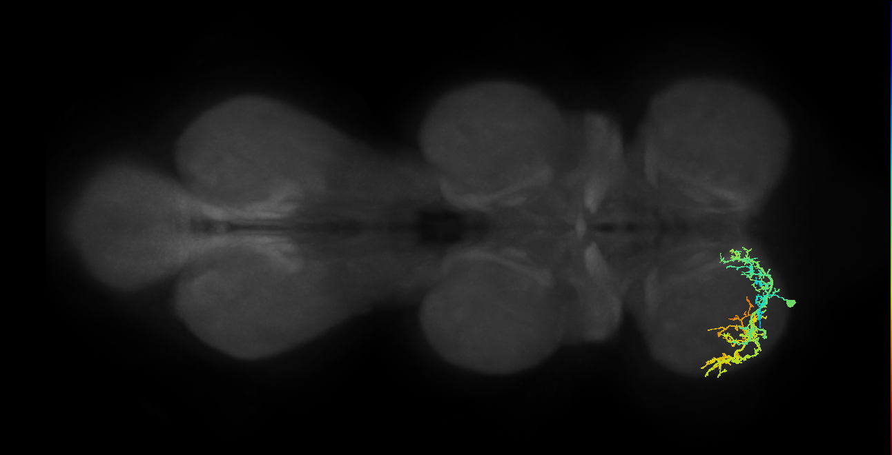 IN13A050_L (MaleCNS:925137)