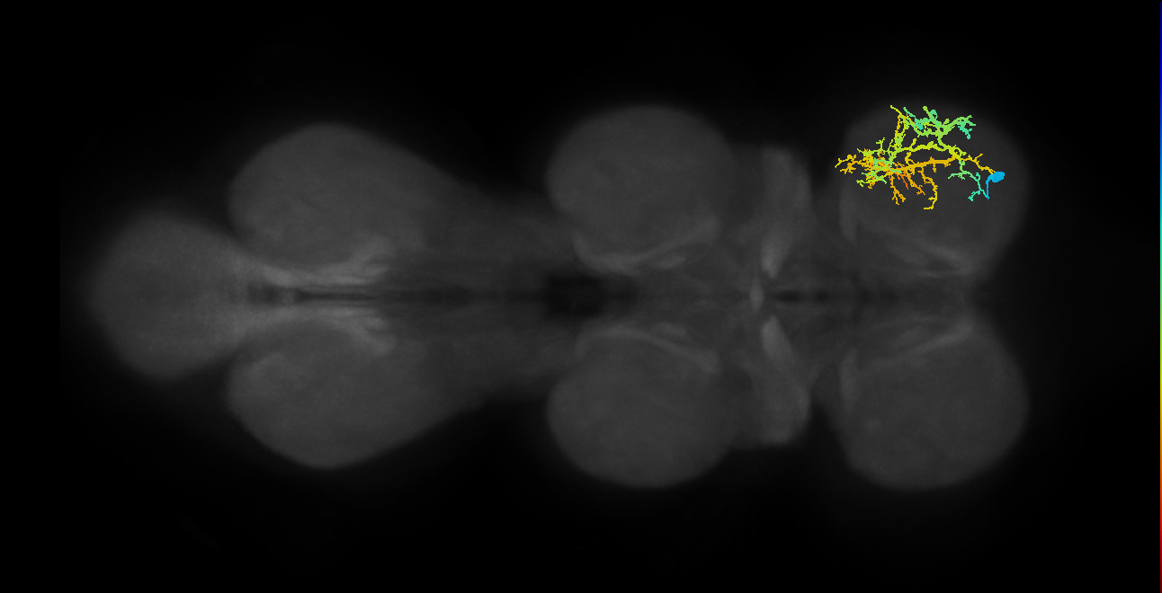 IN13A051_R (MaleCNS:806874)