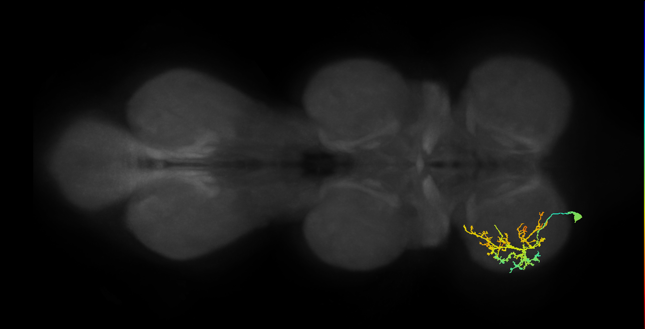 IN13A051_L (MaleCNS:810473)