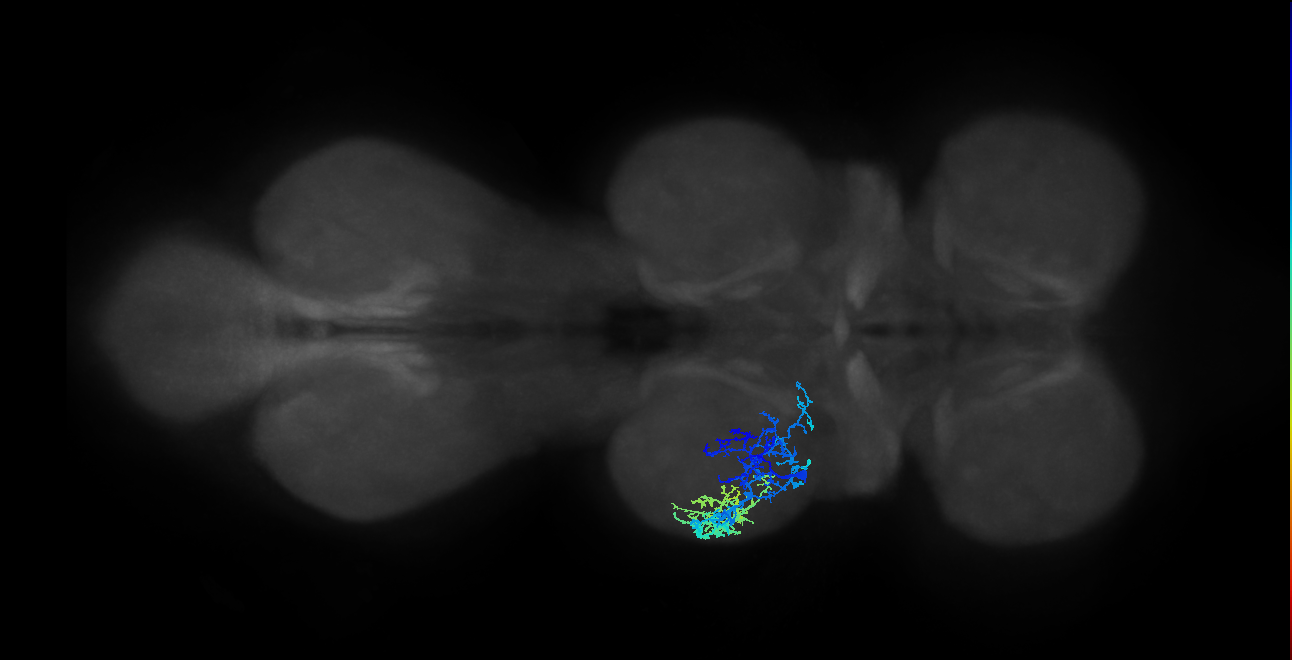 IN13A052_L (MaleCNS:808465)