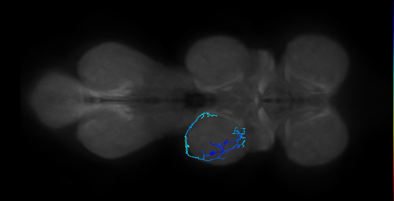 IN13A055_L (MaleCNS:812829)
