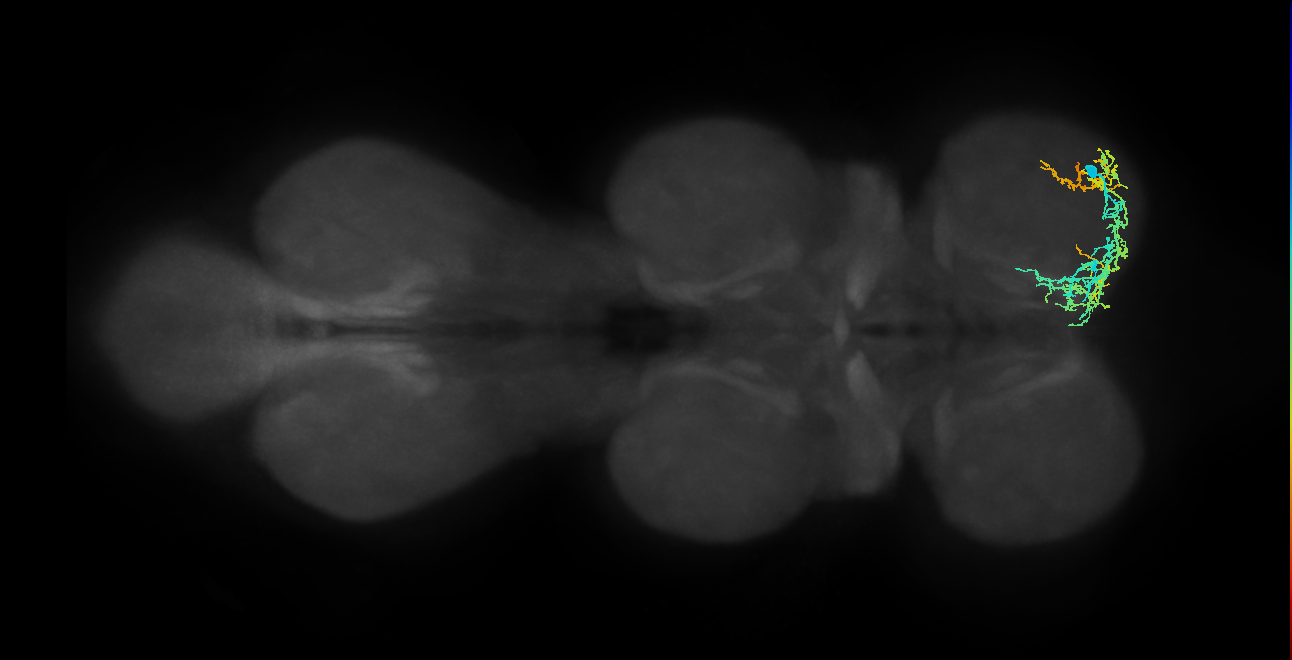 IN13A058_R (MaleCNS:815594)