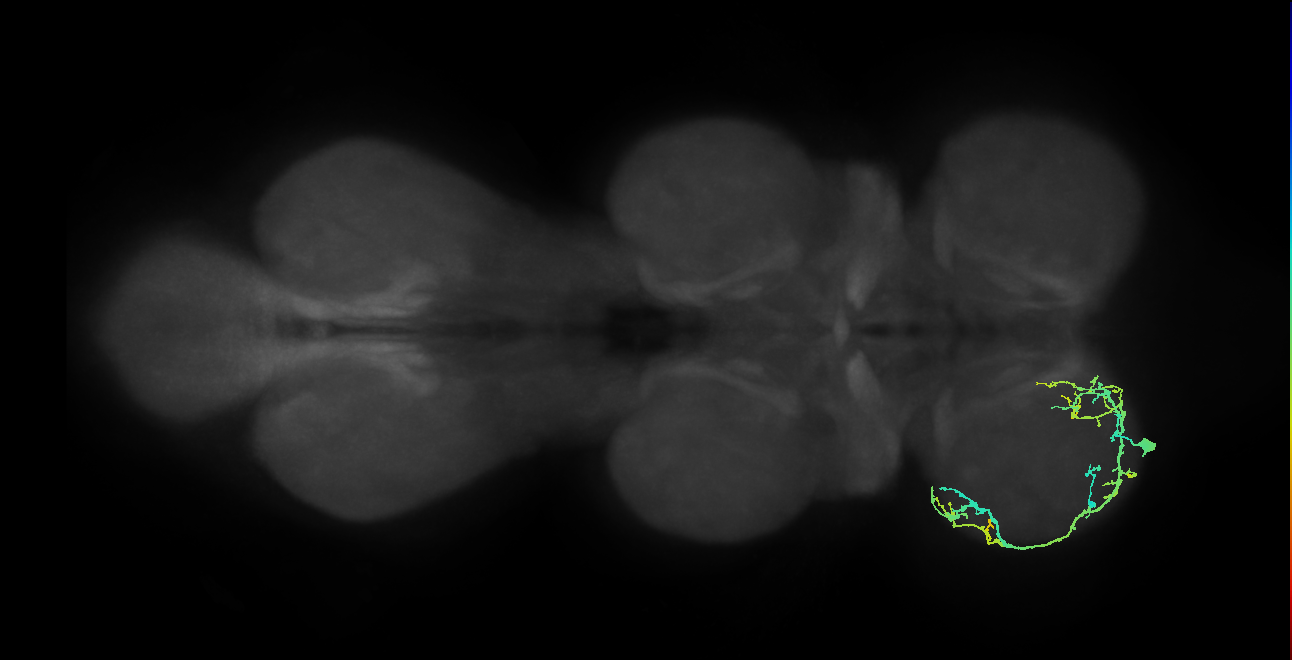 IN13A059_L (MaleCNS:808292)