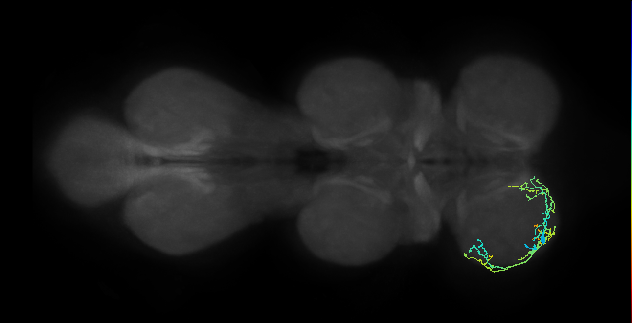 IN13A059_L (MaleCNS:812107)