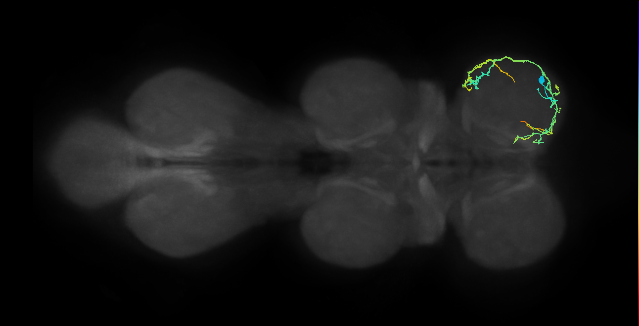IN13A059_R (MaleCNS:904627)
