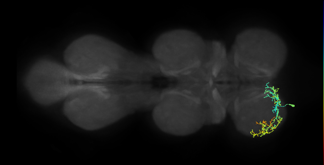 IN13A060_L (MaleCNS:912337)