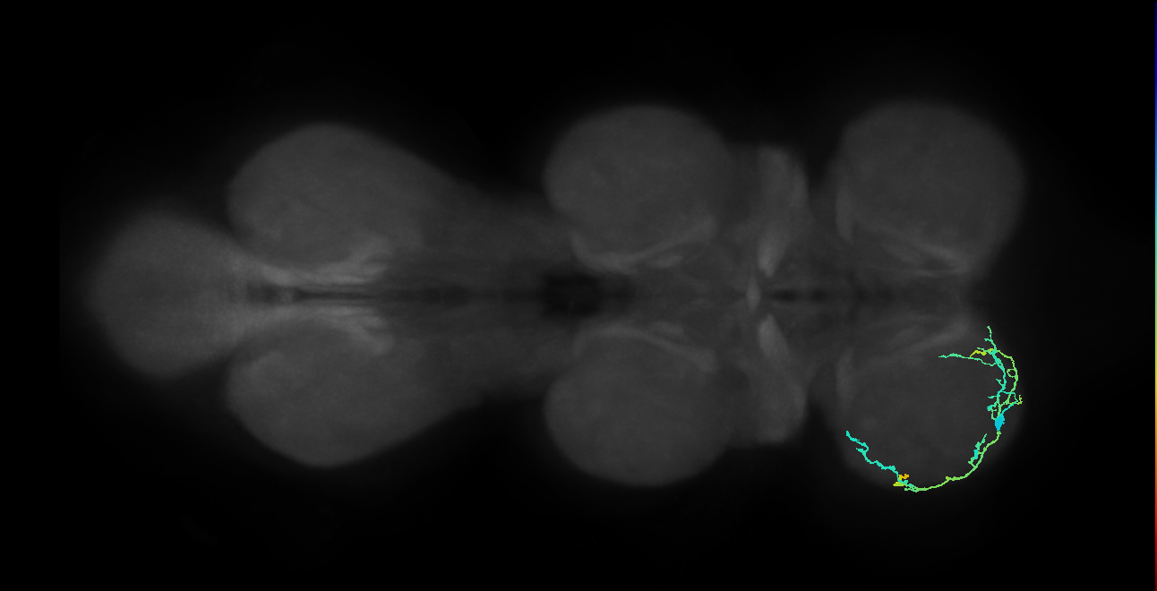 IN13A061_L (MaleCNS:817401)