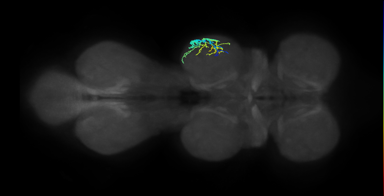 IN13A062_R (MaleCNS:911592)
