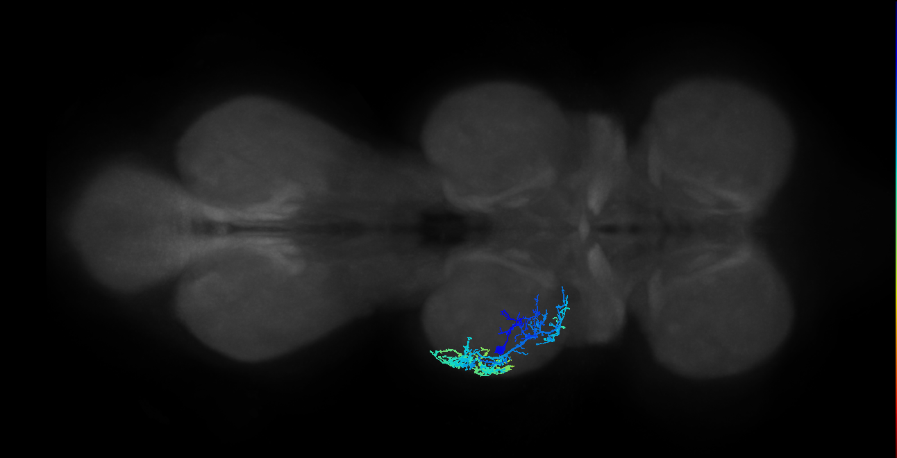 IN13A062_L (MaleCNS:807593)