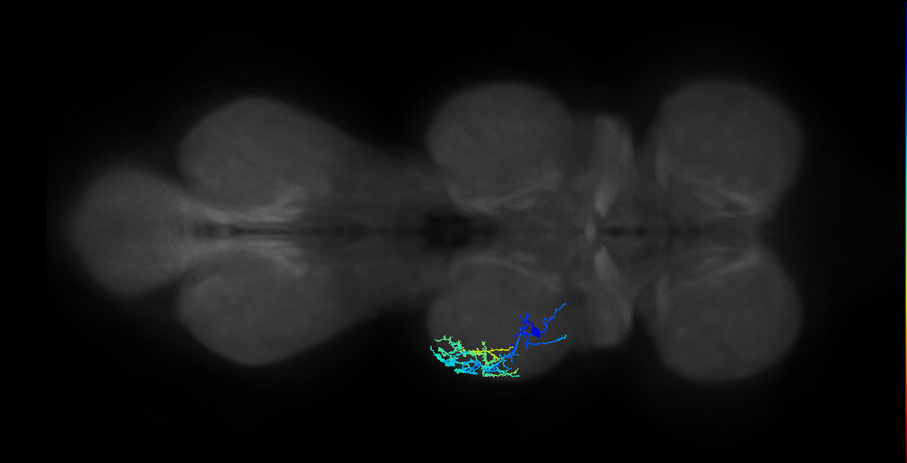 IN13A062_L (MaleCNS:812616)