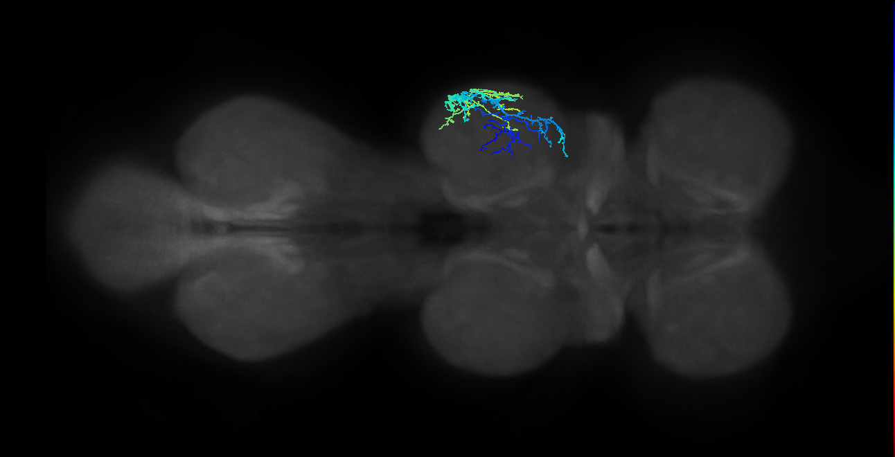 IN13A062_R (MaleCNS:908604)