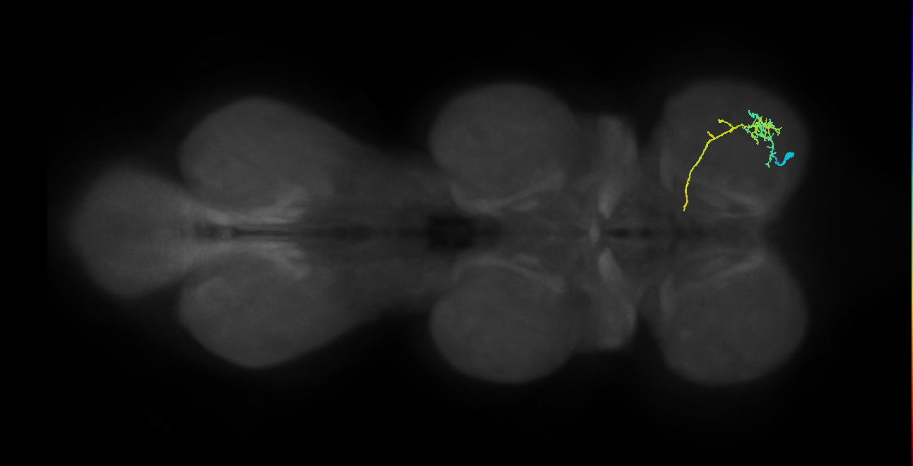 IN13A063_R (MaleCNS:824054)