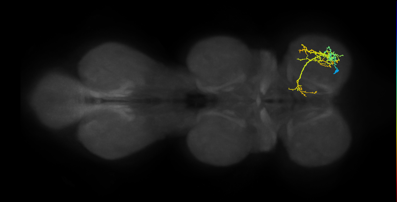 IN13A063_R (MaleCNS:810753)
