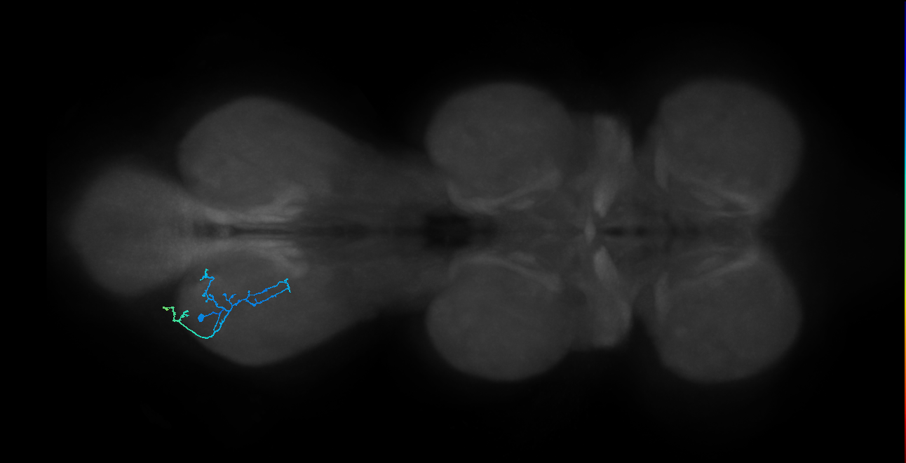 IN13A067_L (MaleCNS:821184)