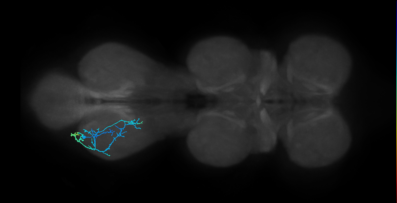 IN13A067_L (MaleCNS:815876)