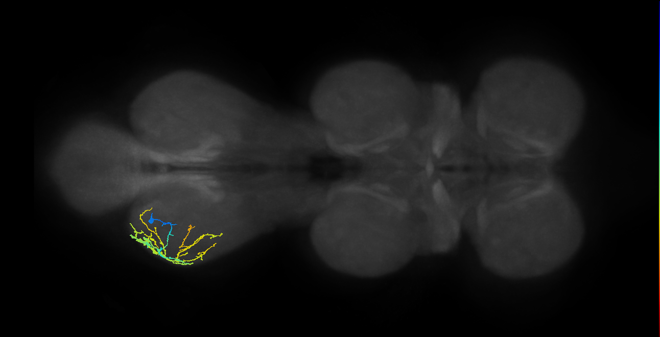 IN13A068_L (MaleCNS:813943)