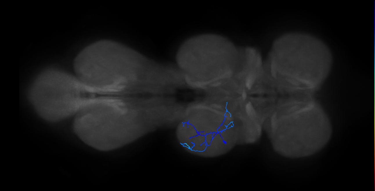 IN13A072_L (MaleCNS:818318)
