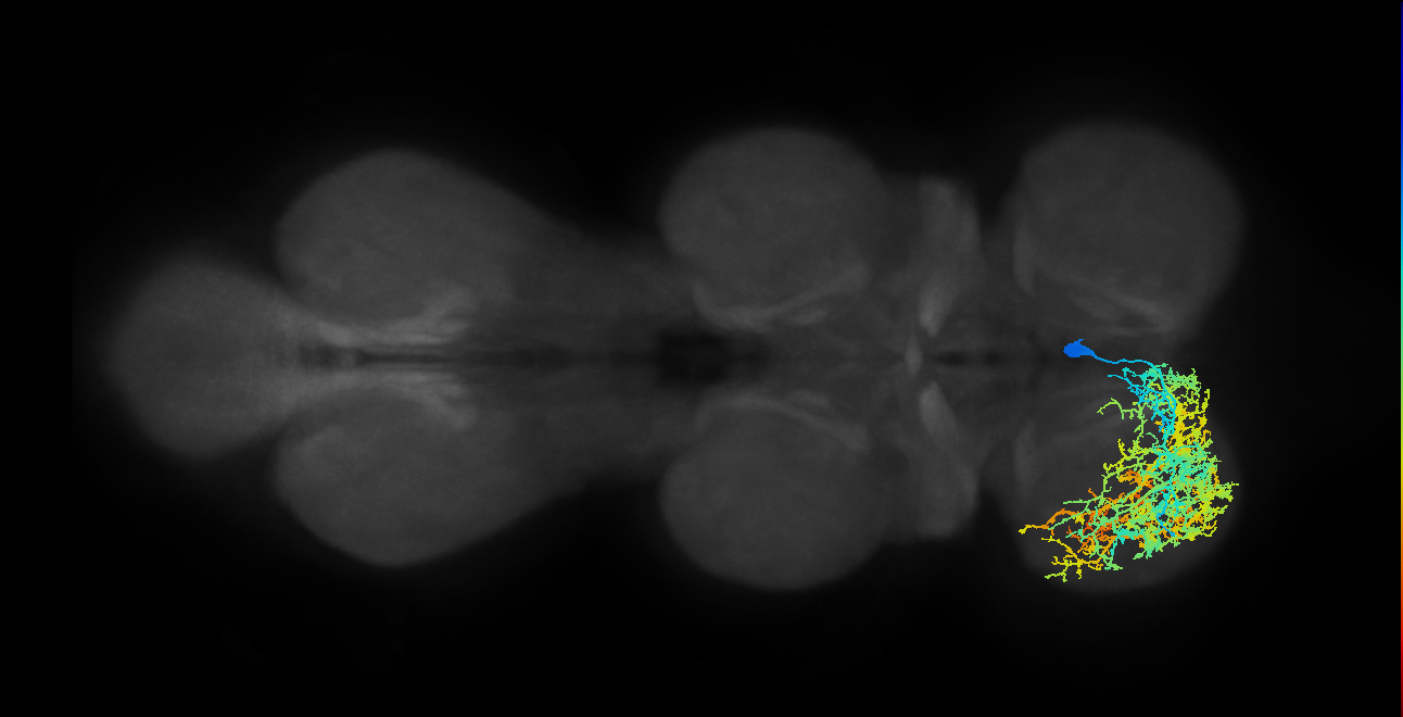 IN13B012_R (MaleCNS:801718)