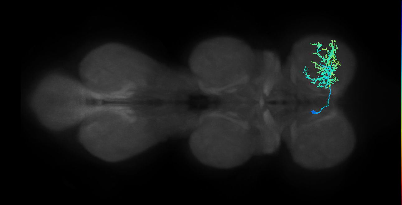 IN13B018_L (MaleCNS:902706)