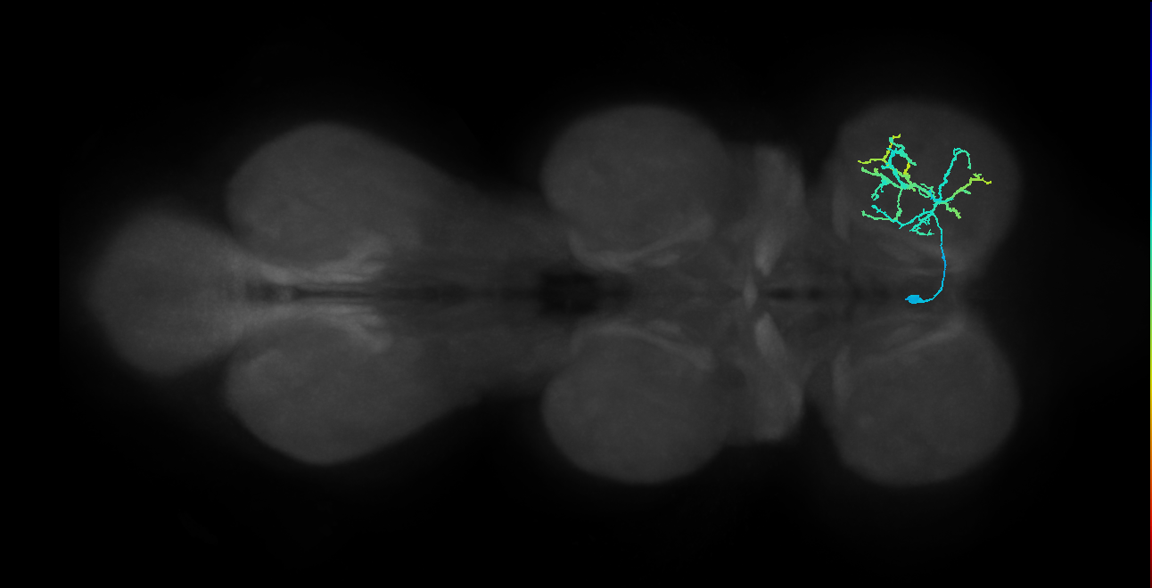 IN13B032_L (MaleCNS:802574)