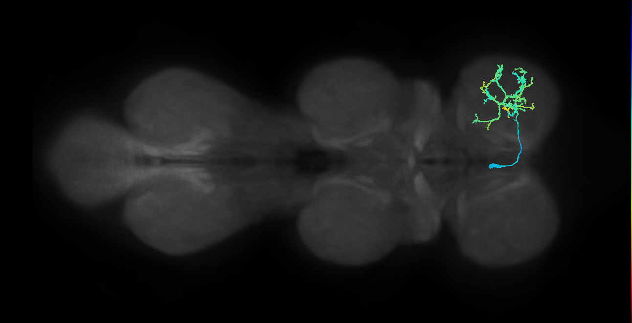 IN13B033_L (MaleCNS:903396)