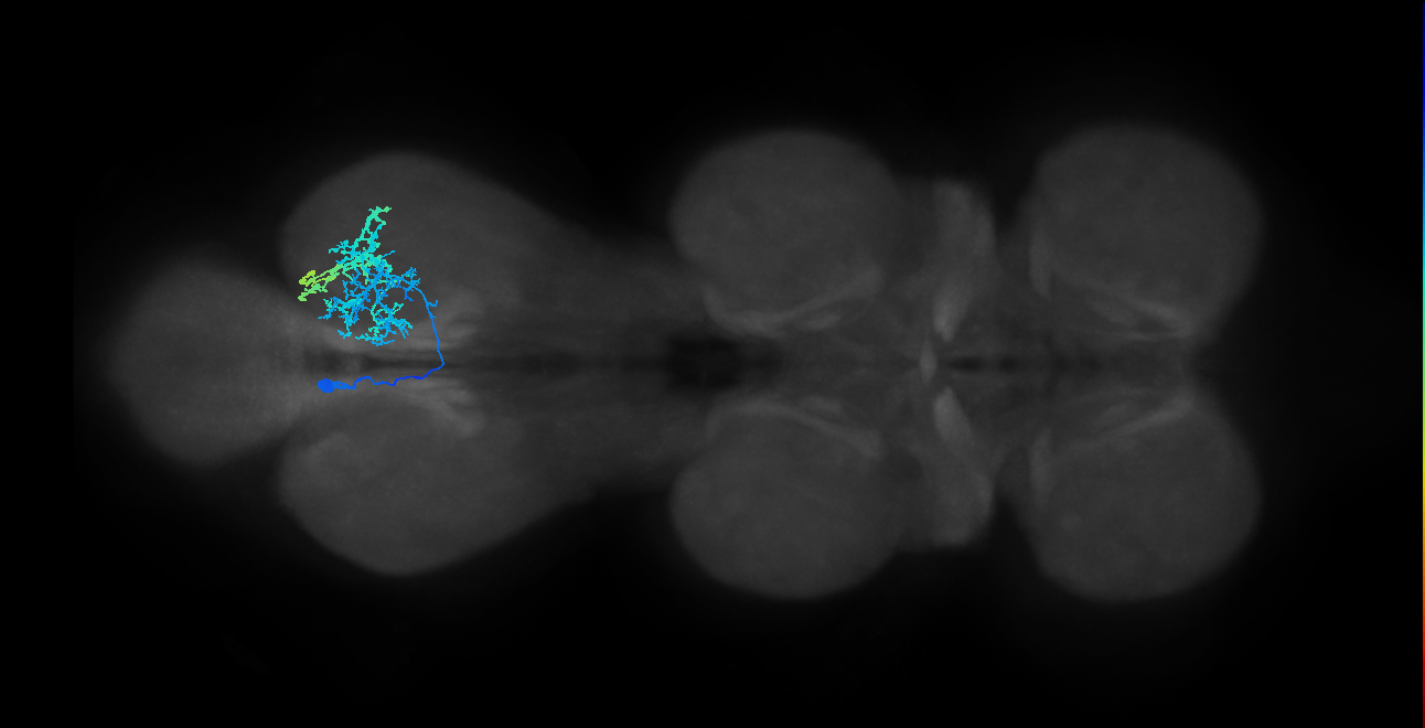 IN13B035_L (MaleCNS:807525)