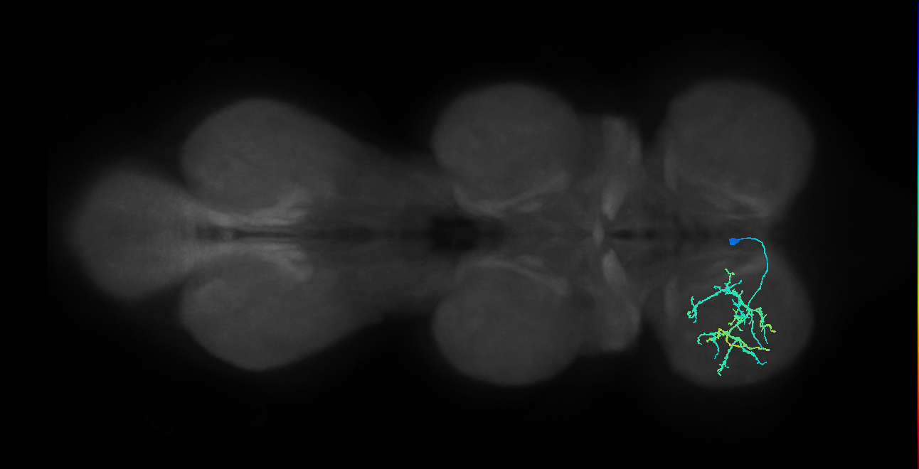 IN13B036_R (MaleCNS:804861)
