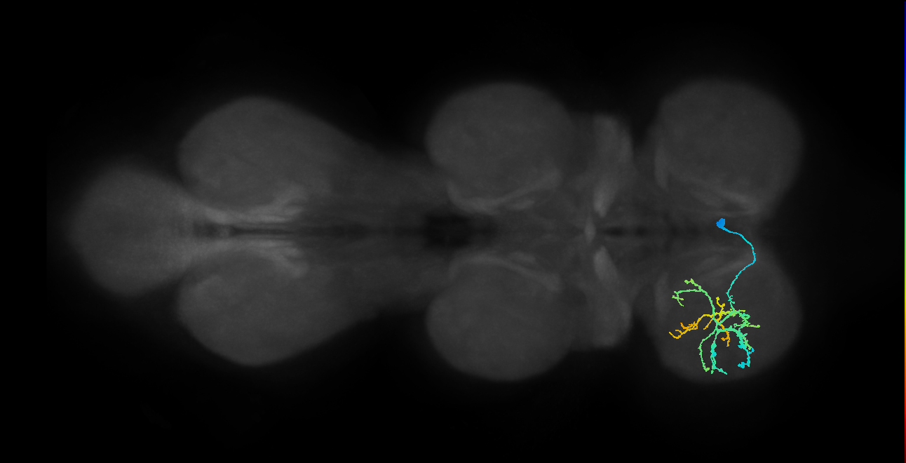 IN13B040_R (MaleCNS:933697)