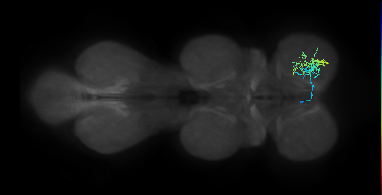 lineage 13 secondary neuron