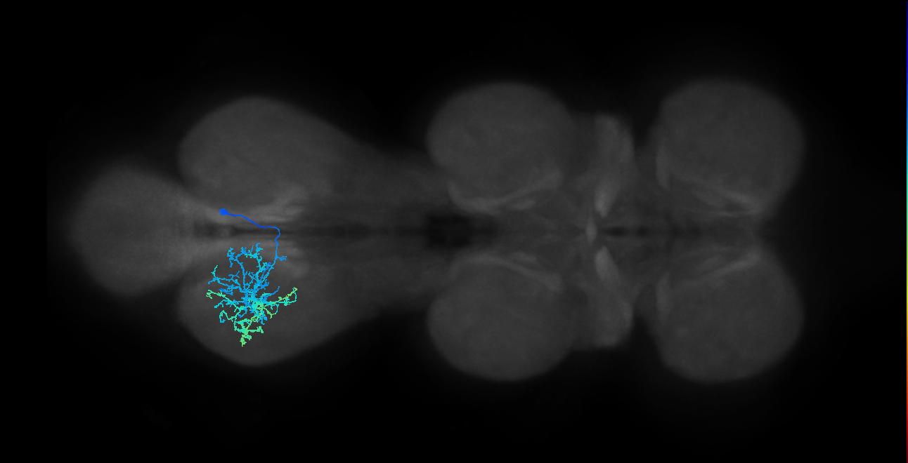 lineage 13 secondary neuron