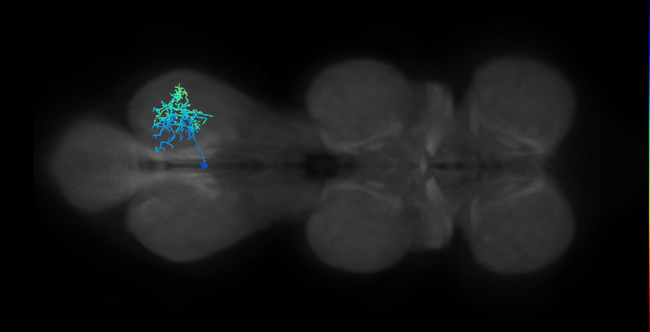 lineage 13 secondary neuron