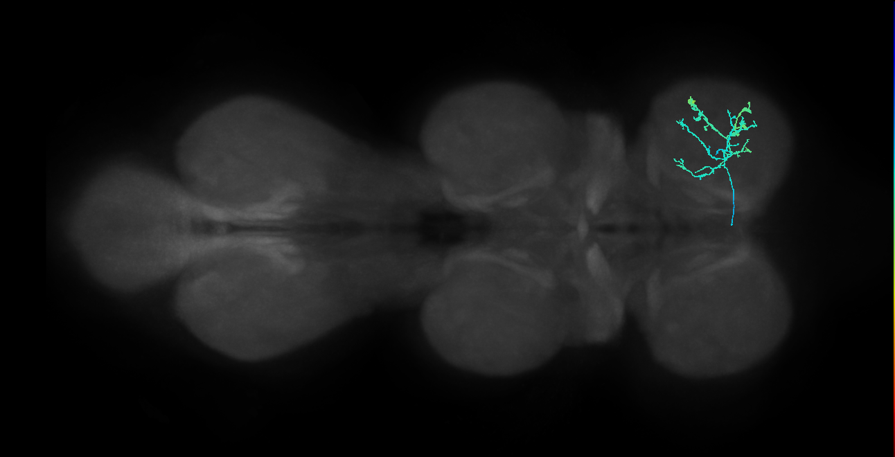 IN13B065_L (MaleCNS:910866)