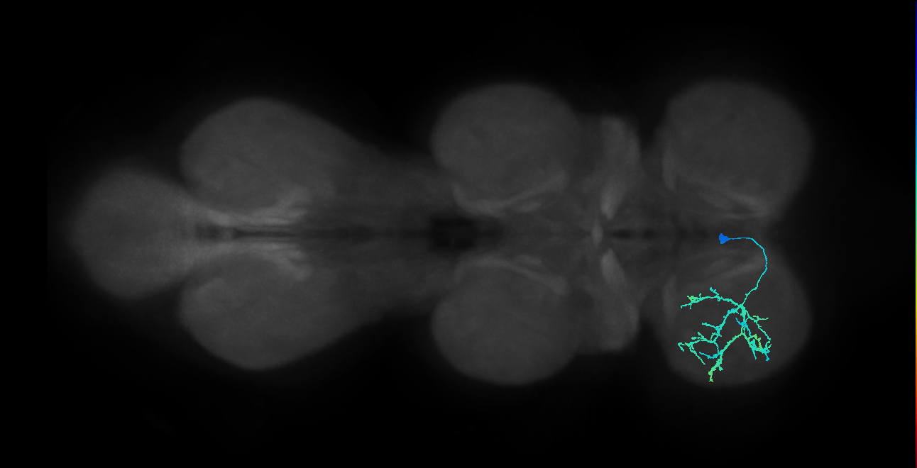 IN13B065_R (MaleCNS:907687)