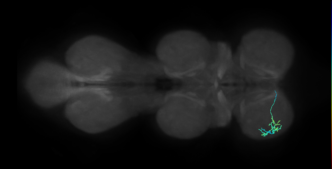 IN13B074_R (MaleCNS:825732)