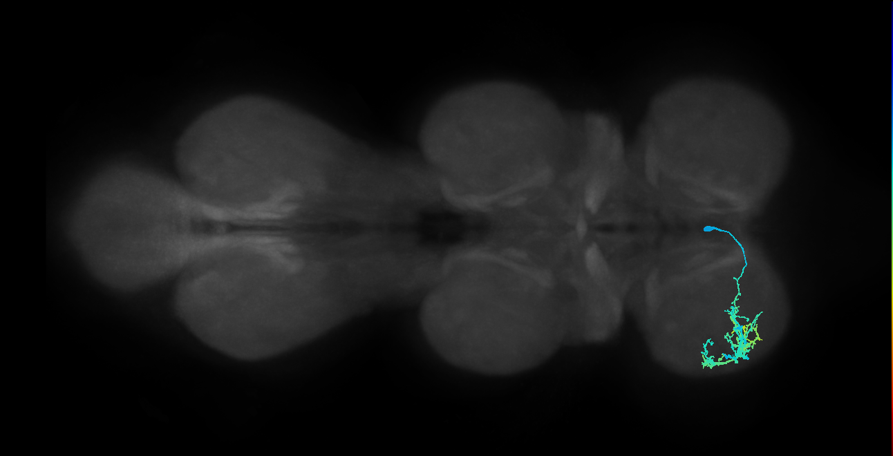 IN13B075_R (MaleCNS:813697)