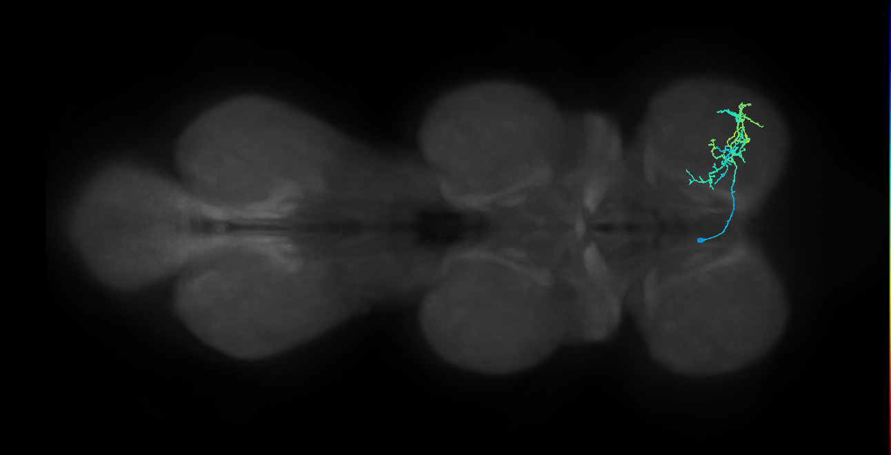 IN13B078_L (MaleCNS:819056)