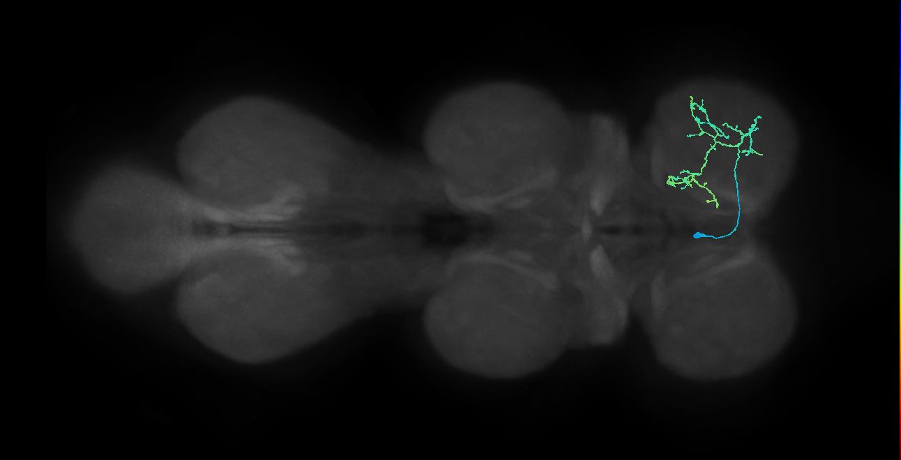 IN13B079_L (MaleCNS:817052)