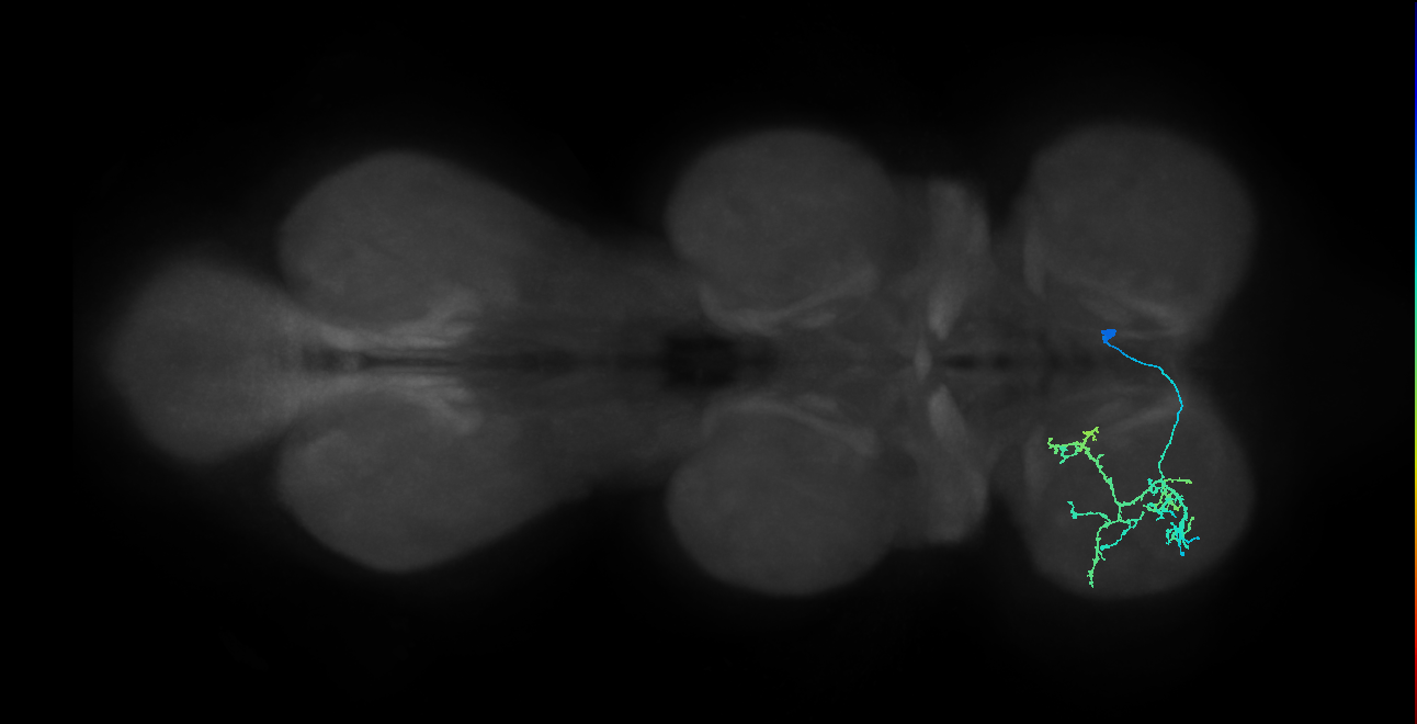 IN13B079_R (MaleCNS:806625)