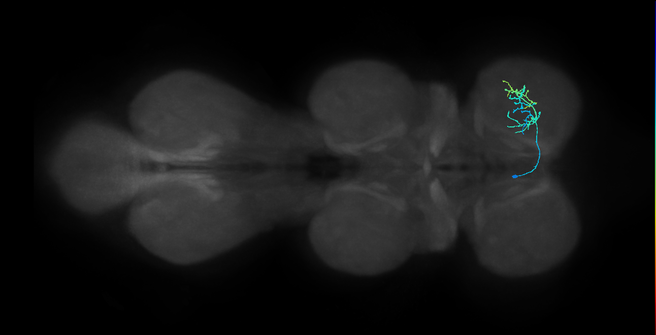 IN13B096_a_L (MaleCNS:802231)