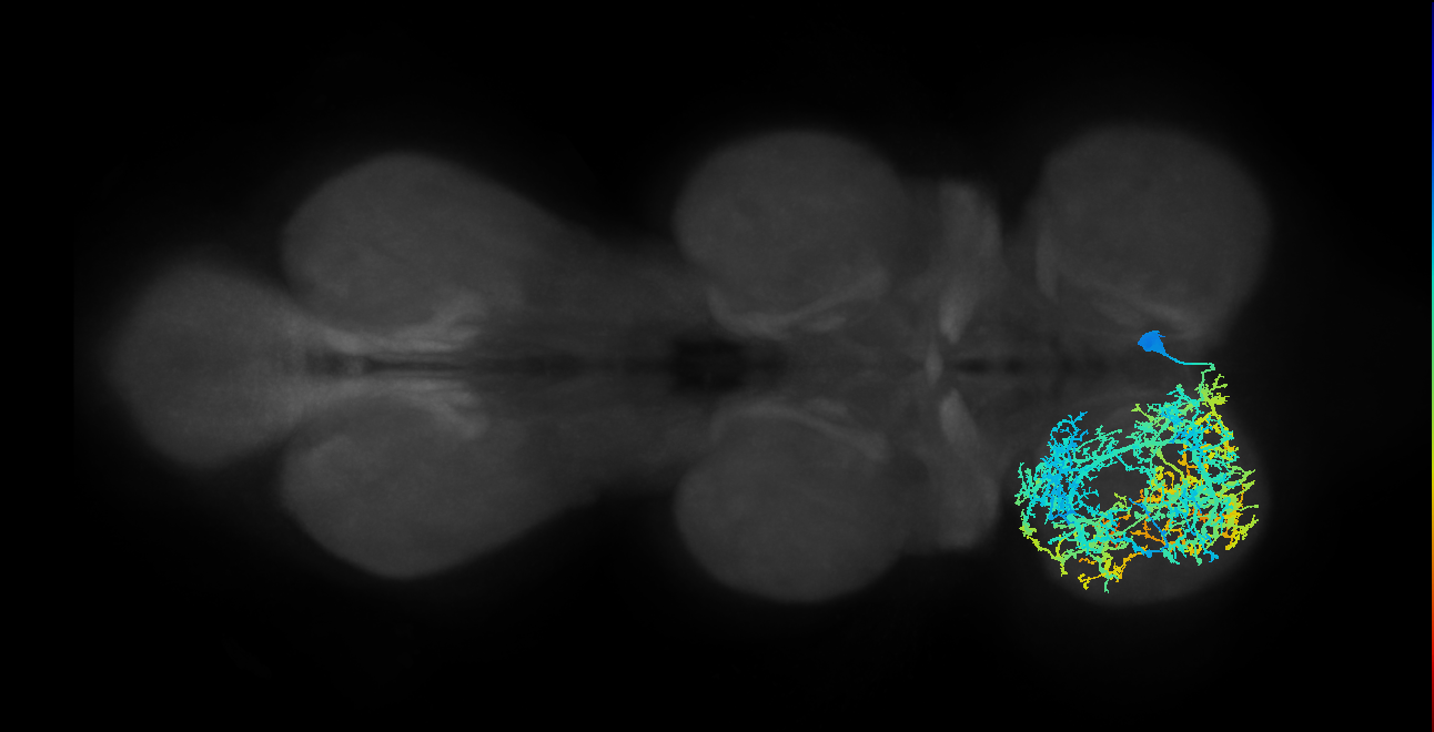 NB4-1 lineage neuron