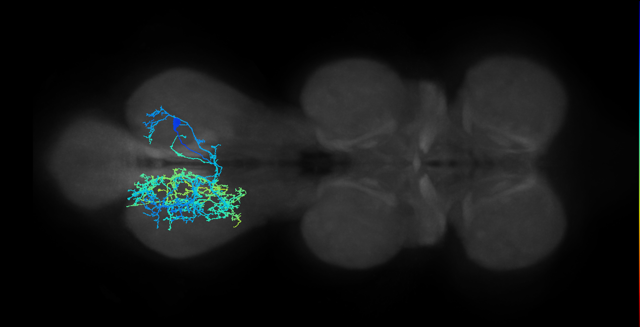 IN14A006_R (MaleCNS:801450)