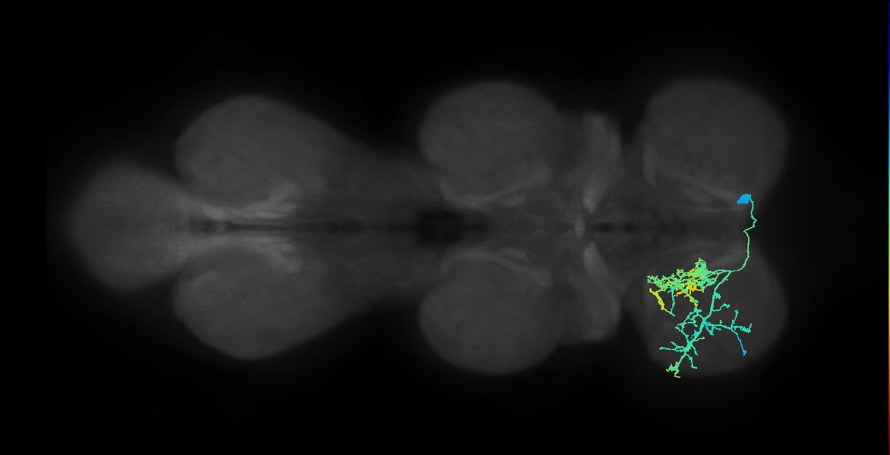 IN14A014_R (MaleCNS:804223)