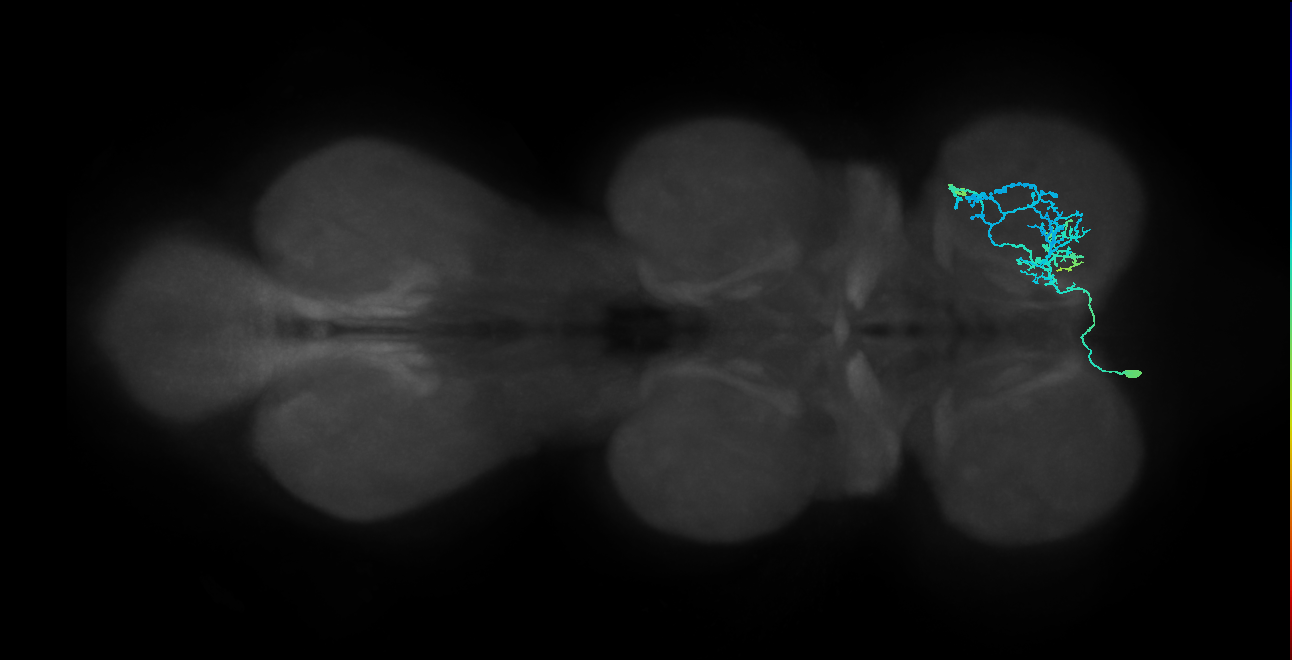 IN14A015_L (MaleCNS:807116)